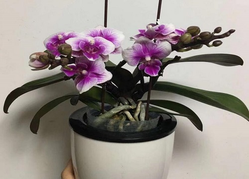 蝴蝶兰品种排名