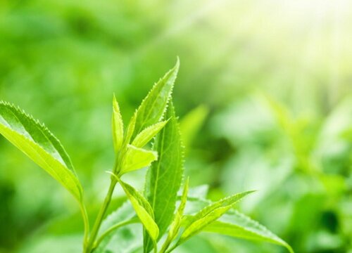 茶叶品种有哪些