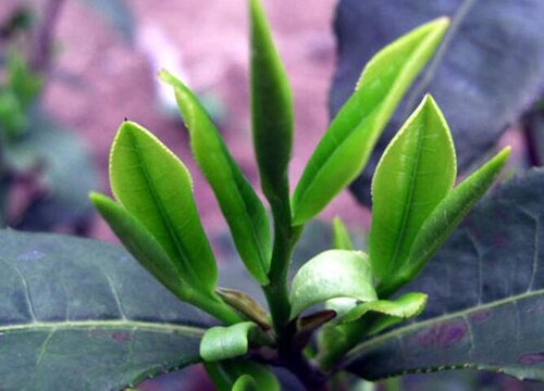 茶叶品种有哪些