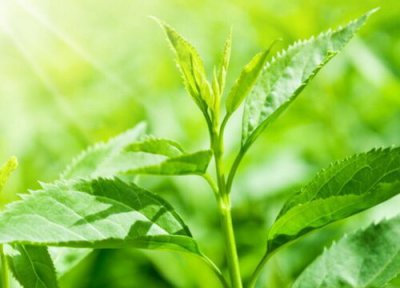 茶叶有哪些 茶叶品种有哪些