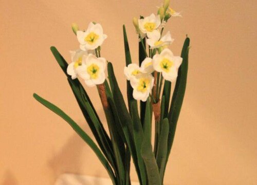 水仙花长什么样子图片