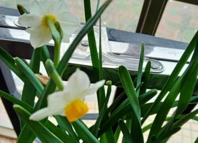 水仙花样子 水仙花长什么样子图片