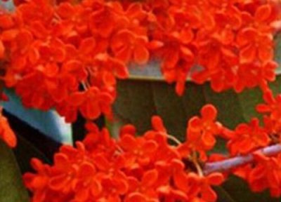 桂花什么颜色 桂花有几种颜色和品种