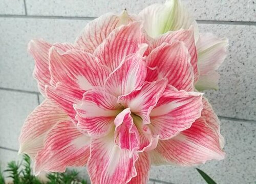 朱顶红只长叶子不开花怎么办