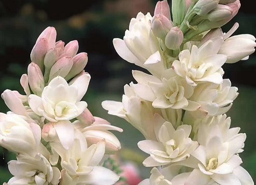 晚香玉只长叶子不开花