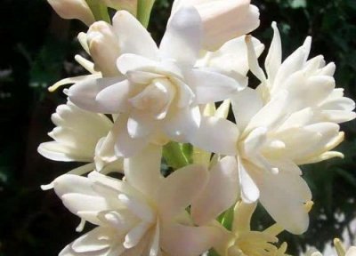 长叶子不开花原因 晚香玉只长叶子不开花