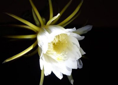 昙花特点 昙花的功效与作用