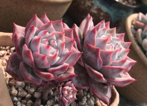 十大最仙多肉