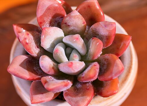 十大最仙多肉