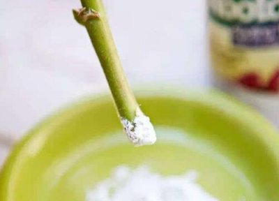 用生根粉能浇花吗 用生根粉浇花好吗
