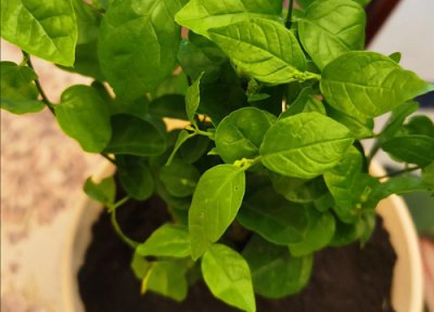 茉莉花修剪方法 怎样修剪茉莉花才能长得更好开花爆盆