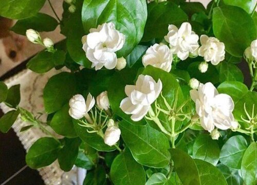 怎样修剪茉莉花才能长得更好开花爆盆