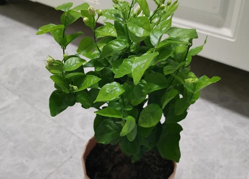 怎样修剪茉莉花才能长得更好开花爆盆
