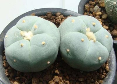十大名贵仙人掌 仙人掌四大名品