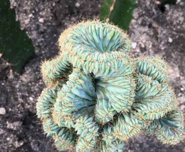 十大名贵仙人掌