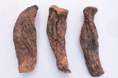肉苁蓉泡水喝的功效 肉苁蓉可以泡水喝吗