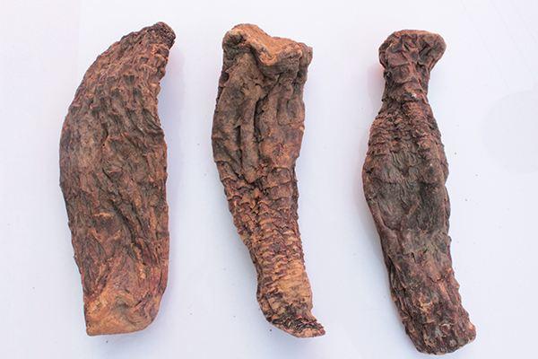 肉苁蓉可以泡水喝吗