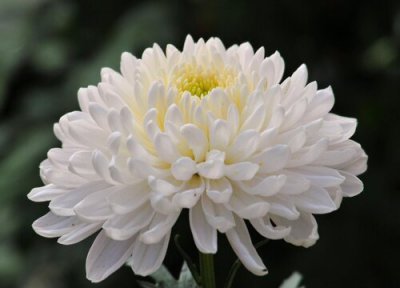 菊花晒太阳 菊花要晒太阳吗