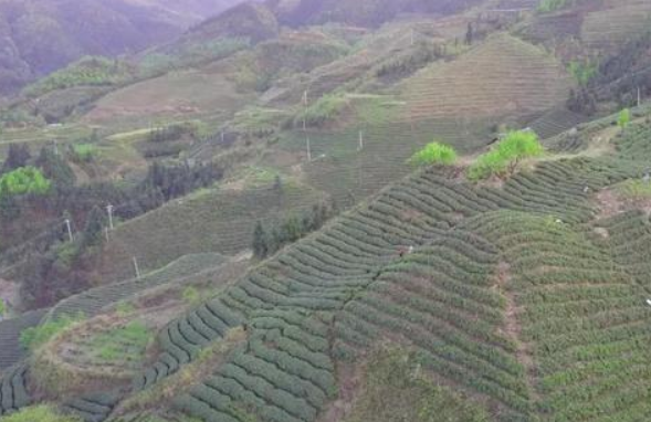 脚尧茶属于什么茶