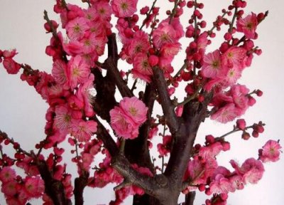 梅花样子 梅花长什么样子