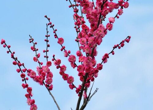 梅花长什么样子