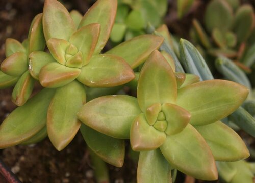 种多肉植物用什么土最好
