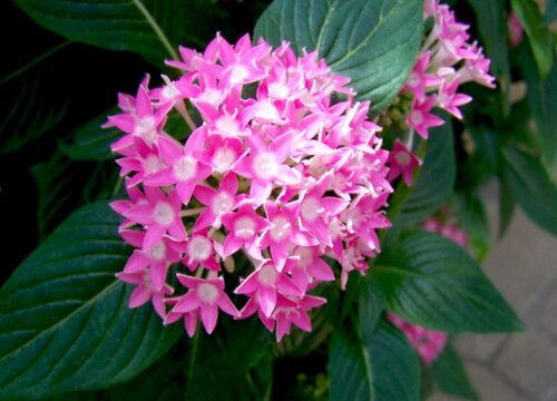 繁星花好养吗