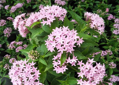 繁星花好养吗