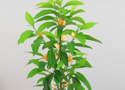 白兰木特点 白兰木是什么木材