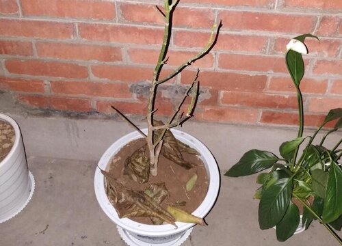 白兰木是什么木材