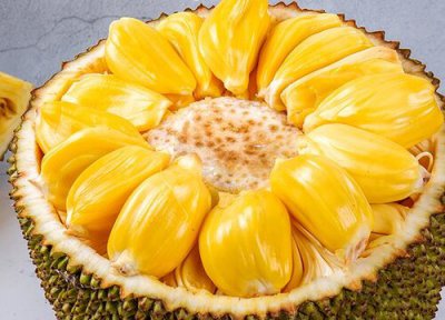 菠萝蜜采摘时间 菠萝蜜什么时候采摘