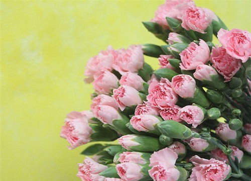 康乃馨的花语是什么
