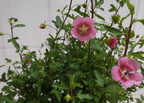 木槿花的功效与作用