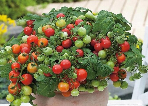番茄可以生吃吗