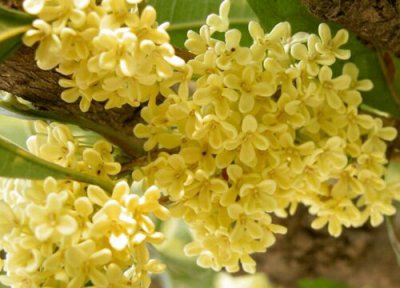 桂花采摘时间 桂花什么时候采摘
