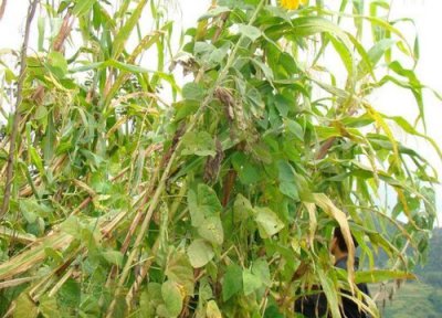 赤小豆收获时间 赤小豆几月份收获