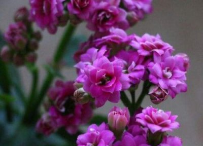 紫色丁香花花语 紫色丁香花的花语是什么意思