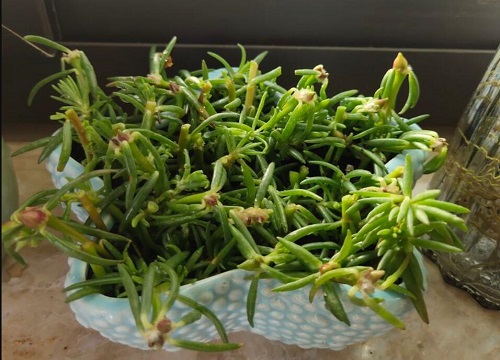 太阳花为什么不开花
