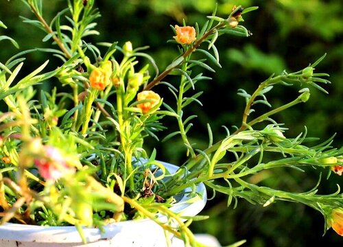 太阳花为什么不开花