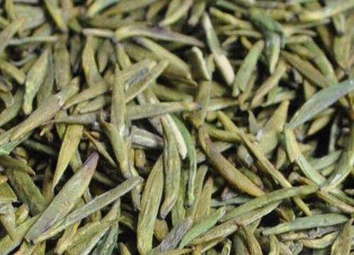 黄芽属于什么茶