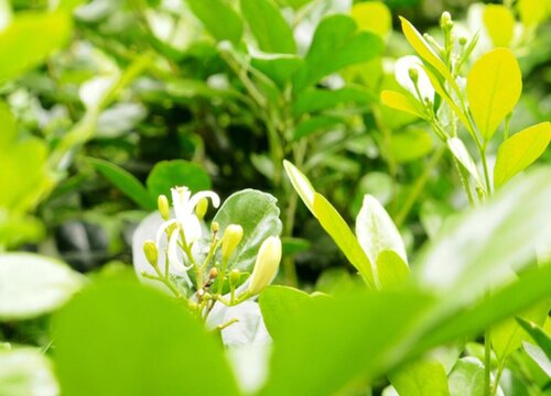 米兰适合室内养还是室外养