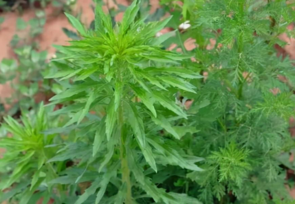 飞蓬草有什么作用与功效