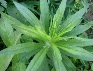 飞蓬草作用 飞蓬草有什么作用与功效