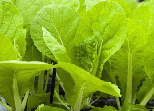 小白菜的生长过程