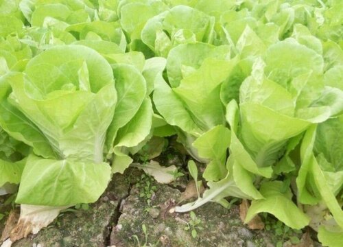 小白菜的生长过程