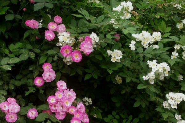 茶蘼的花语是什么含义