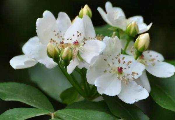 茶蘼的花语是什么含义