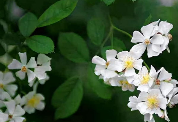 茶蘼的花语是什么含义