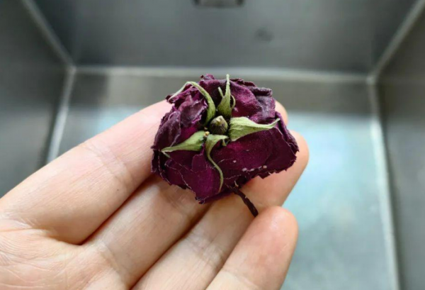 新鲜玫瑰花可以泡水喝吗