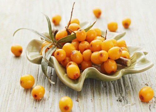 沙棘是热性还是凉性